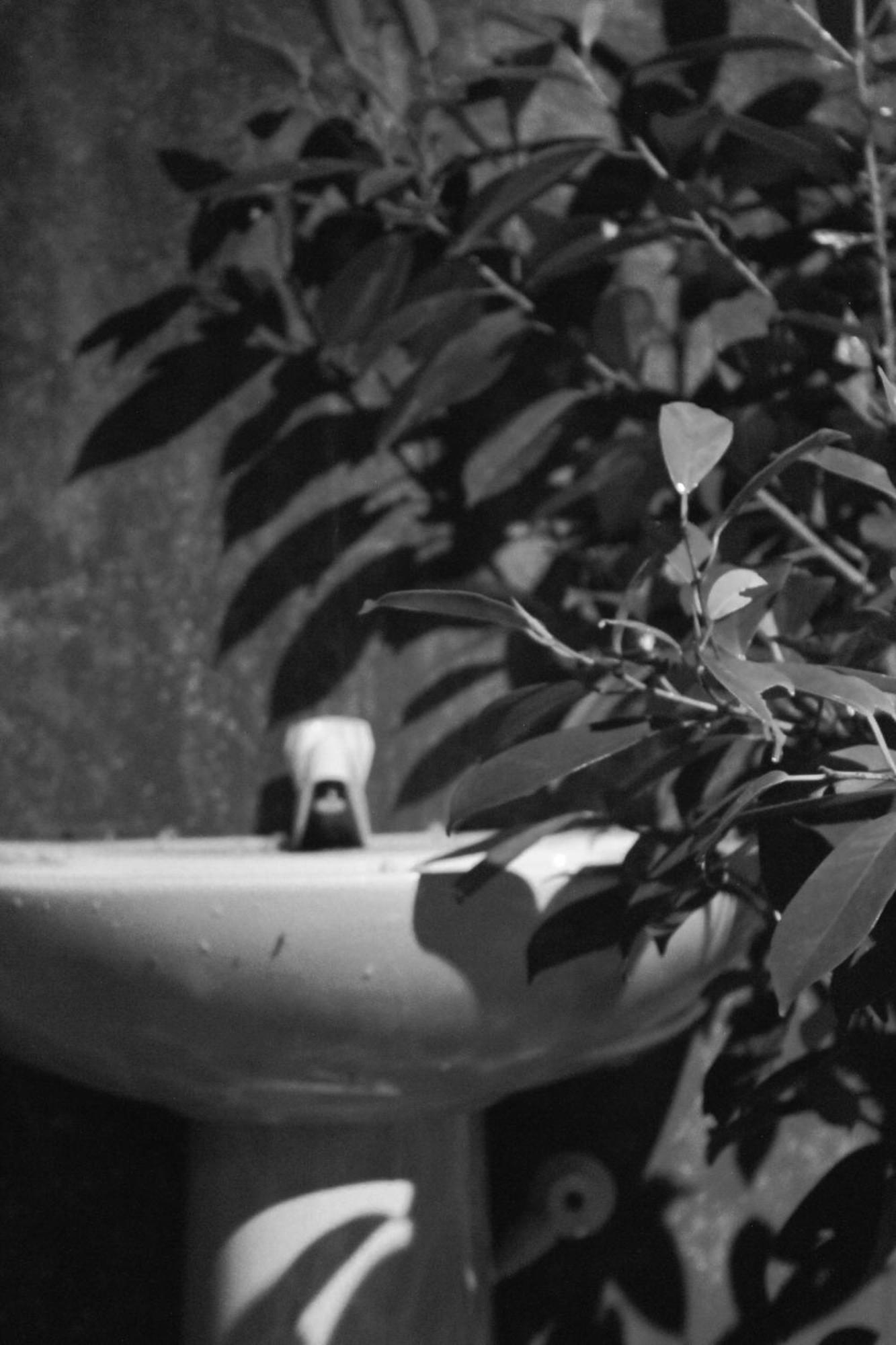 Linu Homestay Dikwella Exteriér fotografie